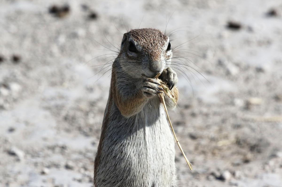 central kalahari ckgr botswana exploringafrica safariadv romina facchi desert