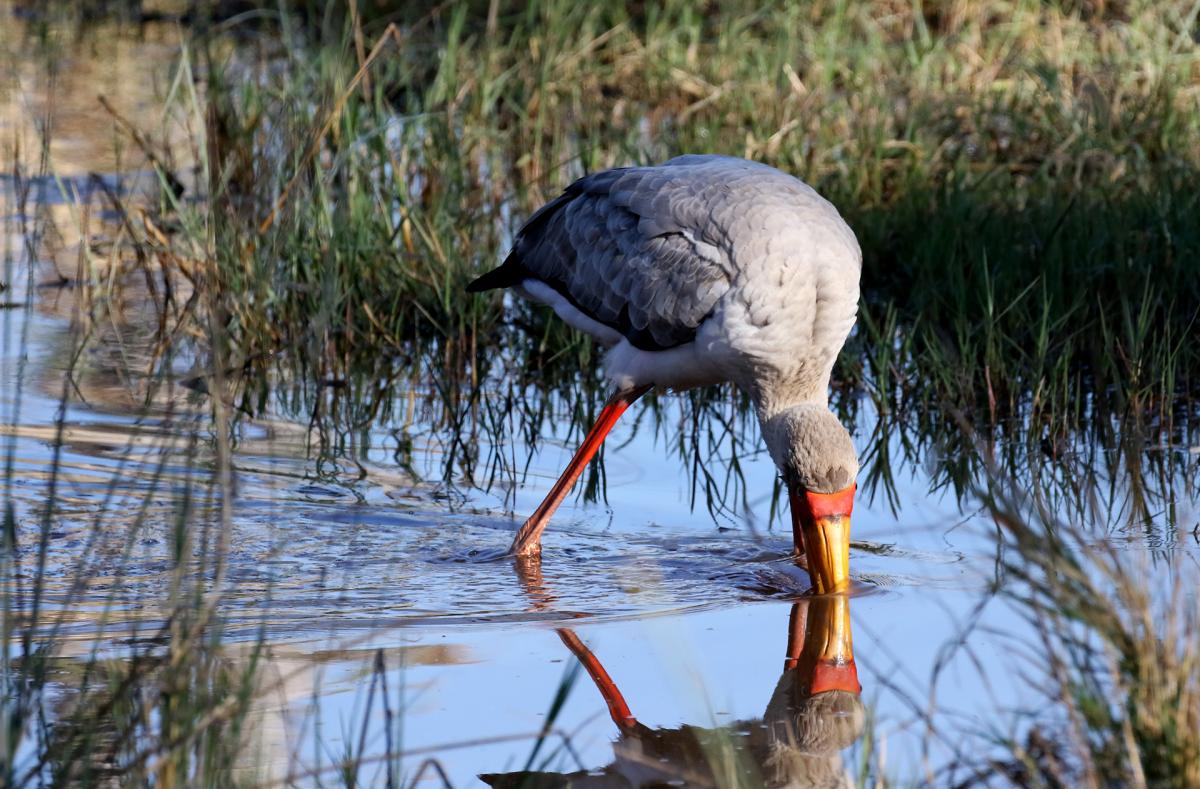 moremi exploringafrica safariadv romina facchi botswana safari