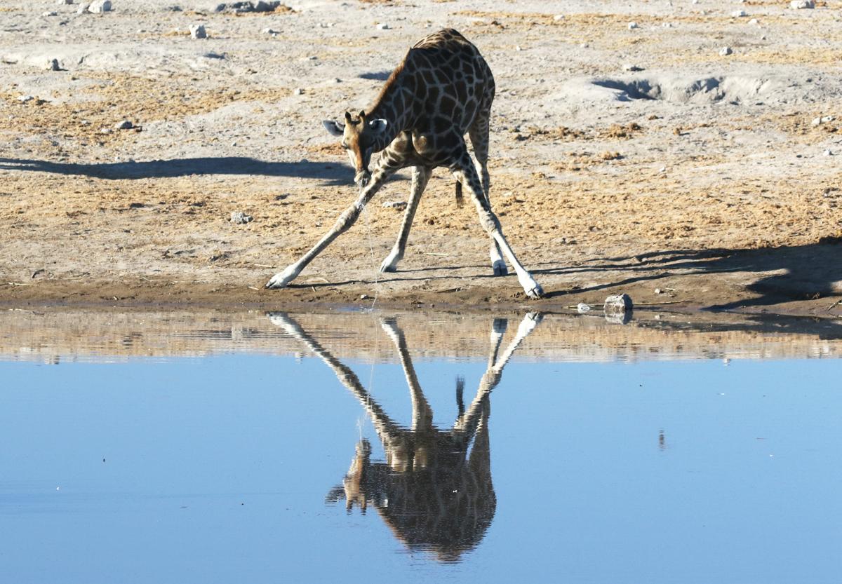 exploringafrica safariadv romina facchi namibia etosha travel safari