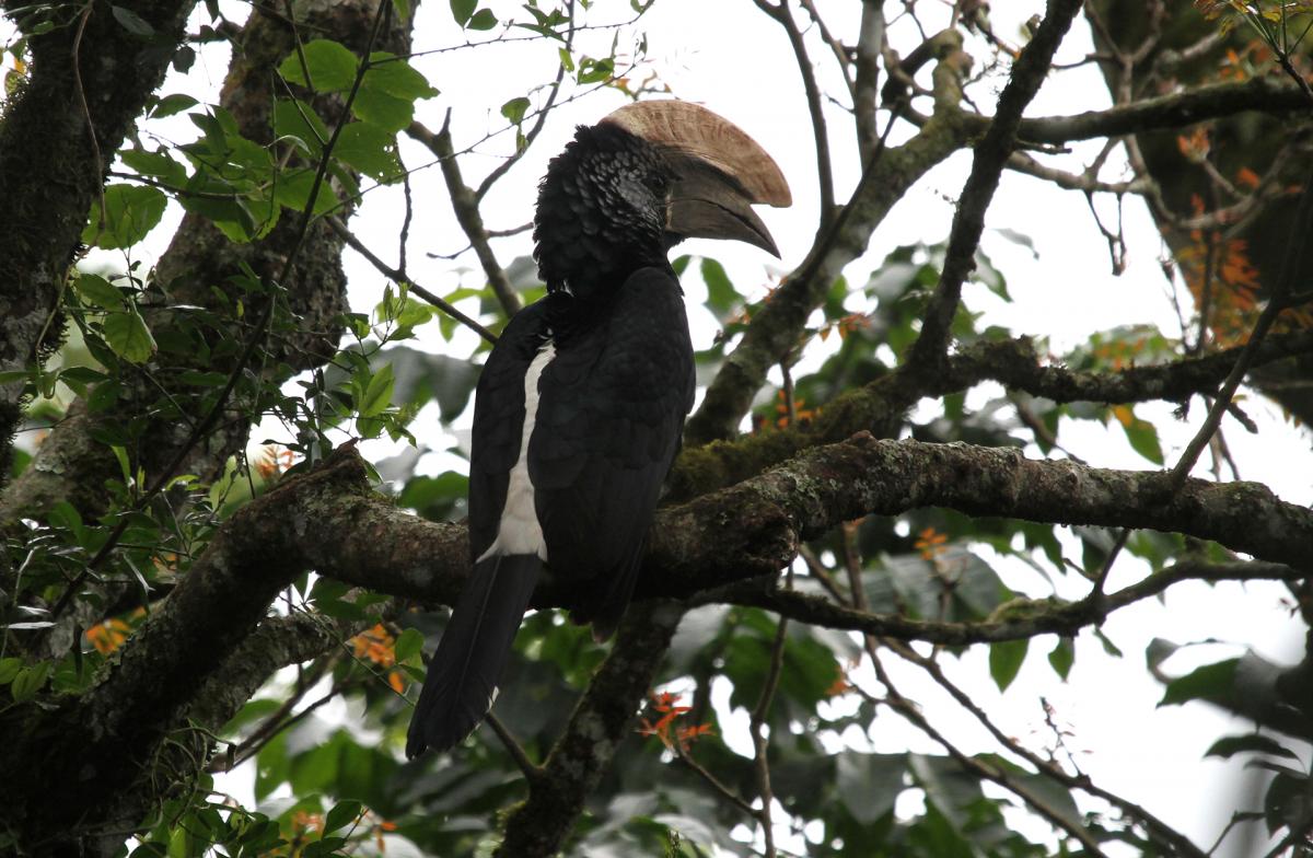 tanzania Arusha national park exploringafrica safariadv