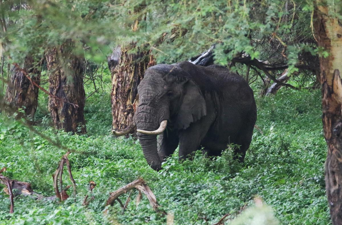 tanzania ngorongoro exploringafrica safariadv romina facchi travel