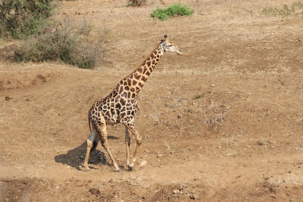 south africa sudafrica exploringafrica safariadv kruger elephant safari travel