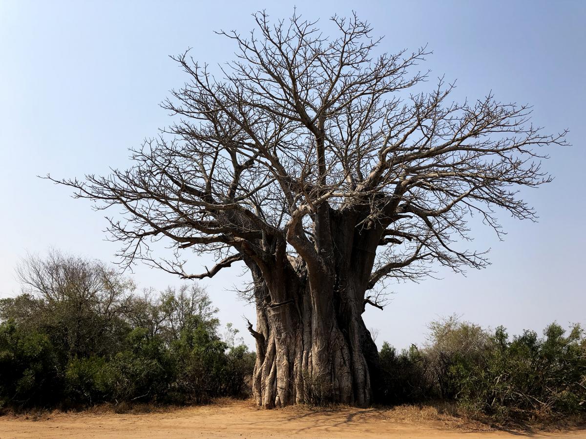 south africa sudafrica exploringafrica safariadv kruger vulture safari travel