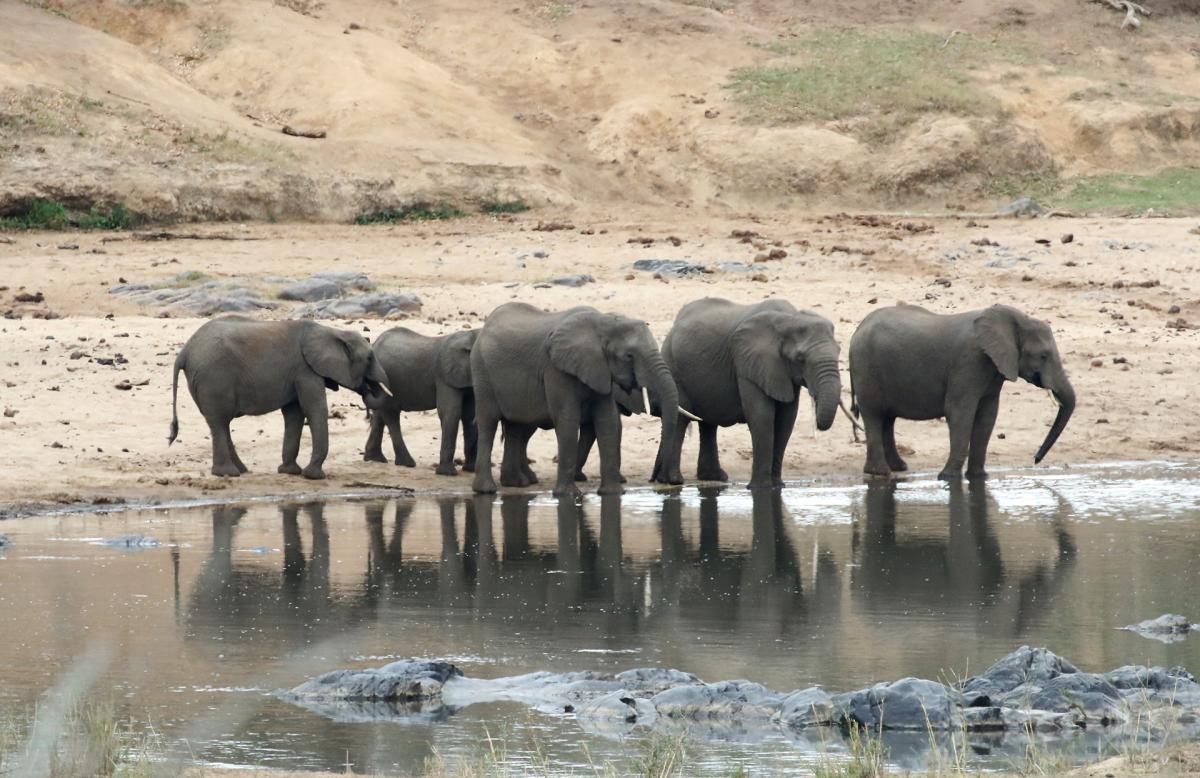 south africa sudafrica exploringafrica safariadv kruger cheetah safari travel