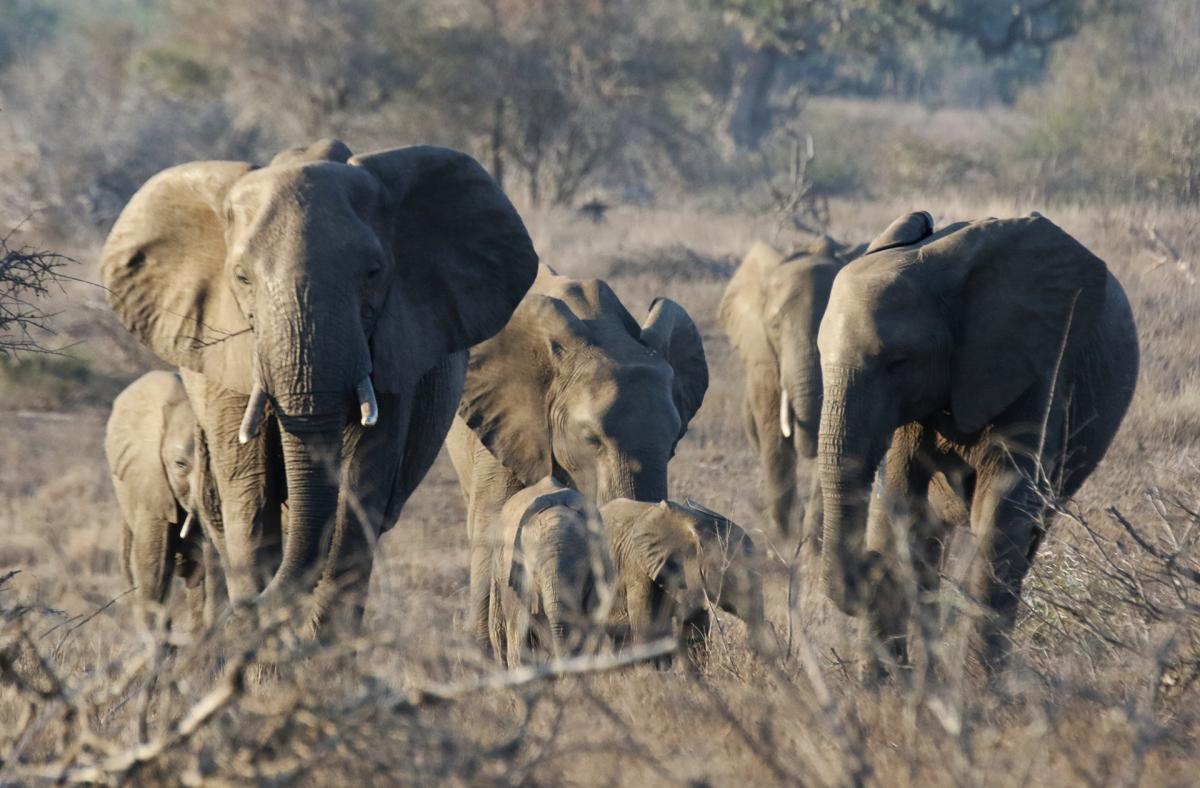 south africa sudafrica exploringafrica safariadv kruger rhino safari travel