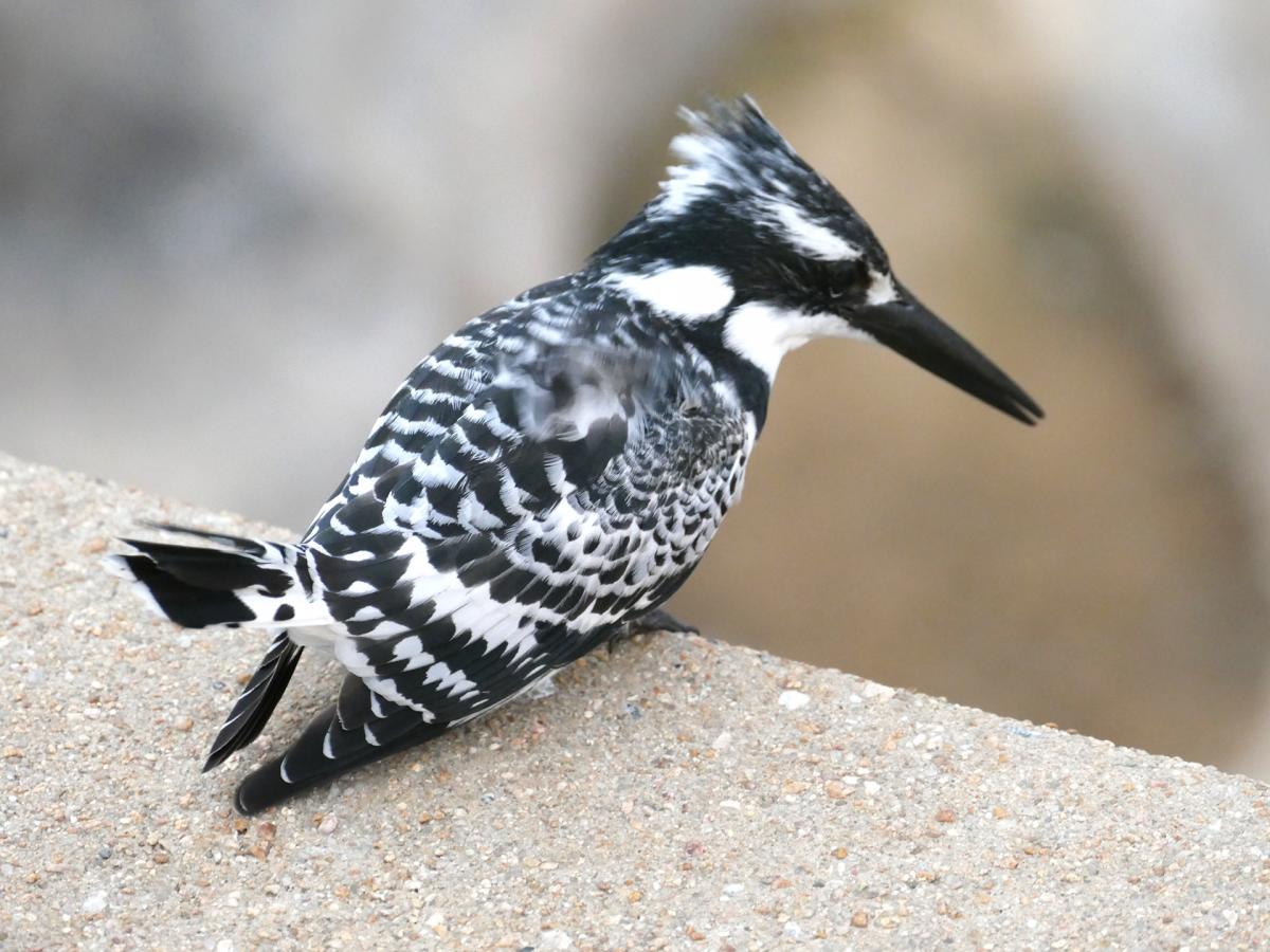 south africa sudafrica exploringafrica safariadv kruger rhino safari travel