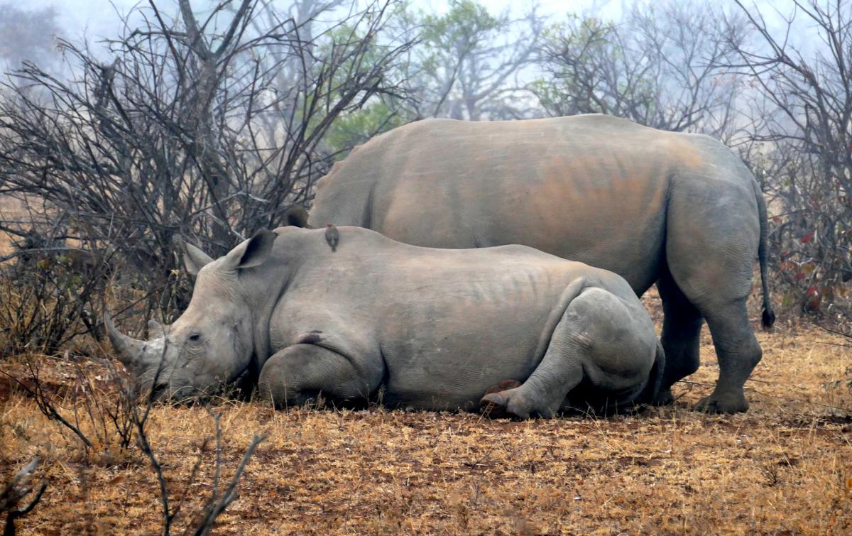 south africa sudafrica exploringafrica safariadv kruger lion safari travel