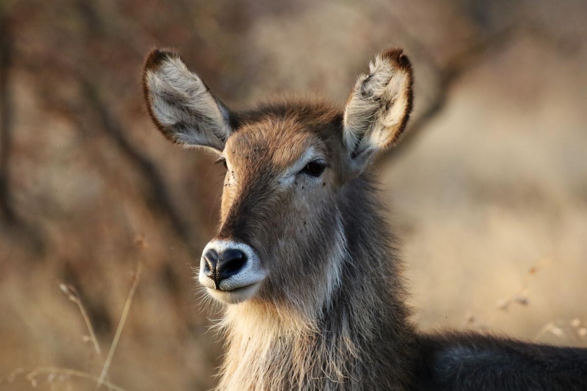 south africa sudafrica exploringafrica safariadv kruger vulture safari travel